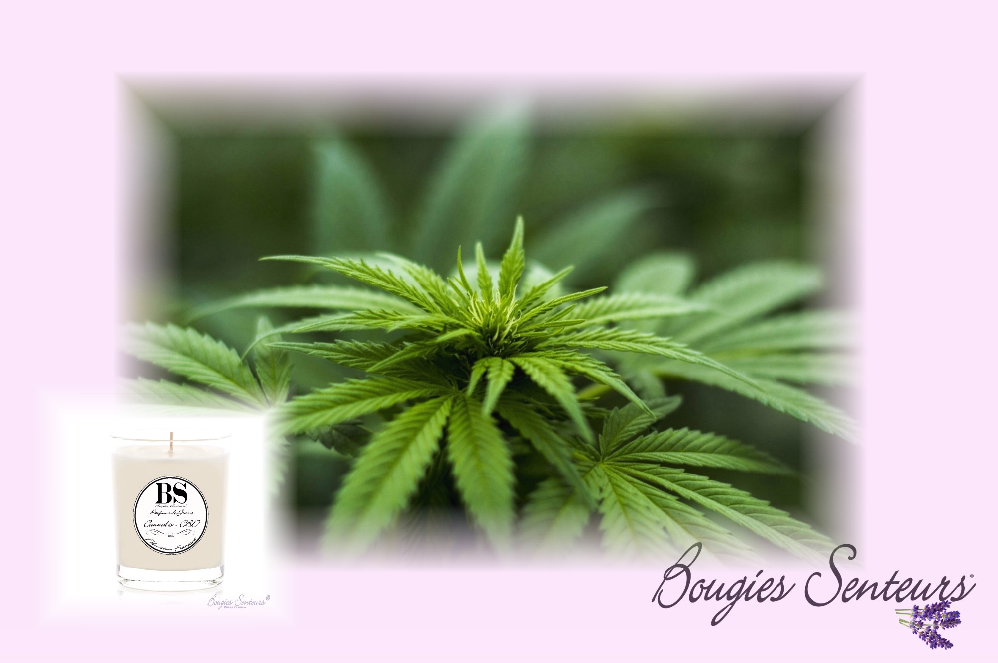 PARFUM CANNABIS - CBD - BOUGIES SENTEURS